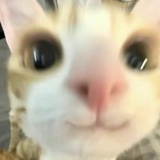 可以不要这样吗