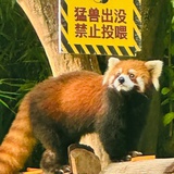 招财进宝小熊猫