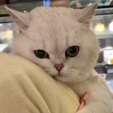 核桃贝贝