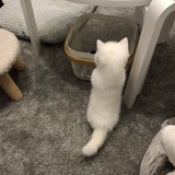 此般烟水