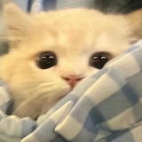 你是一只小猫