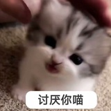 讨厌你喵