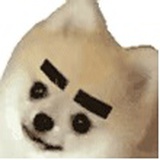 豆🐧