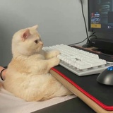 打字中