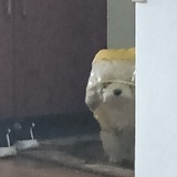 猪比是条可爱狗