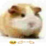 恋脚癖
