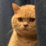 哇啦