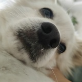 淡辣雜食菇