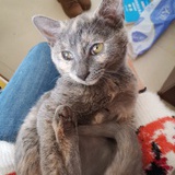 不爱吃鱼的猫77