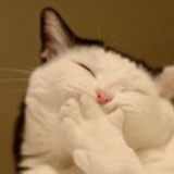 绿眼狸猫