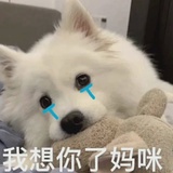 只会心疼哥哥