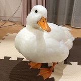 刷Leetcode中