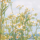 潇
