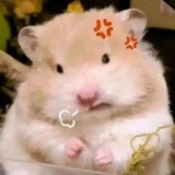 泡沫剧
