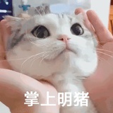 肉松小贝