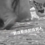 秋水伊人