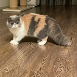 小叮麻麻