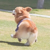 六个大包子
