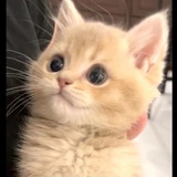 咕咕子