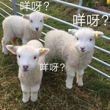 赤椒大仙