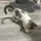 安知非福