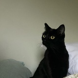 气泡猫