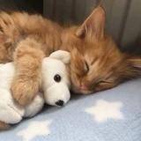 太阳猫
