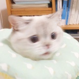 见过猪摇头