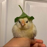赤錆