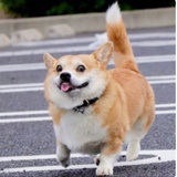 小狐狸呀