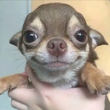 twseele