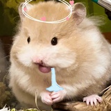 有家可归