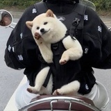 这条小鱼在乎