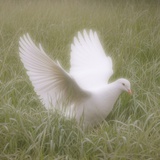懒云游