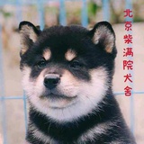 柴柴总动员