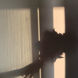 明净仳离