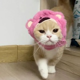 老坛杉菜