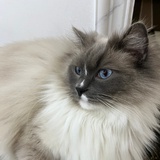 Sasa