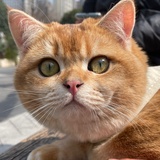 小鱼
