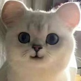 爆爆小钢炮
