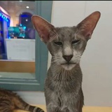 持续三年的晕眩