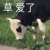 皙枳
