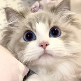 旺旺碎