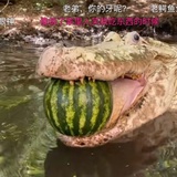 鳄西瓜🐊