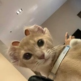 重庆狼队爬爬