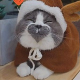 可可