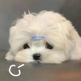 我爱吃烤肠