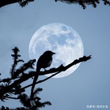 荆棘鸟飞向月球