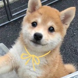 别枝