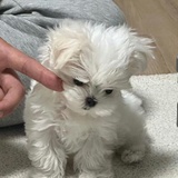 程序. com